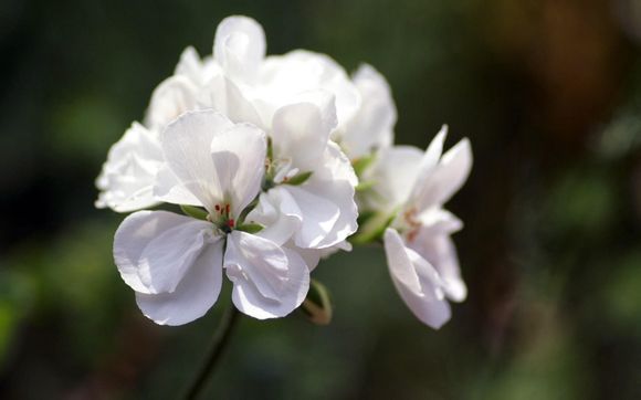 虎头要塞之牺牲麻花影视